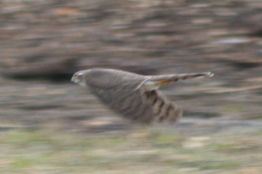 Eurasian Sparrowhawk - ML139979441