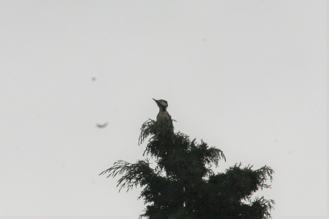 Great Spotted Woodpecker - Joseph Rowsome