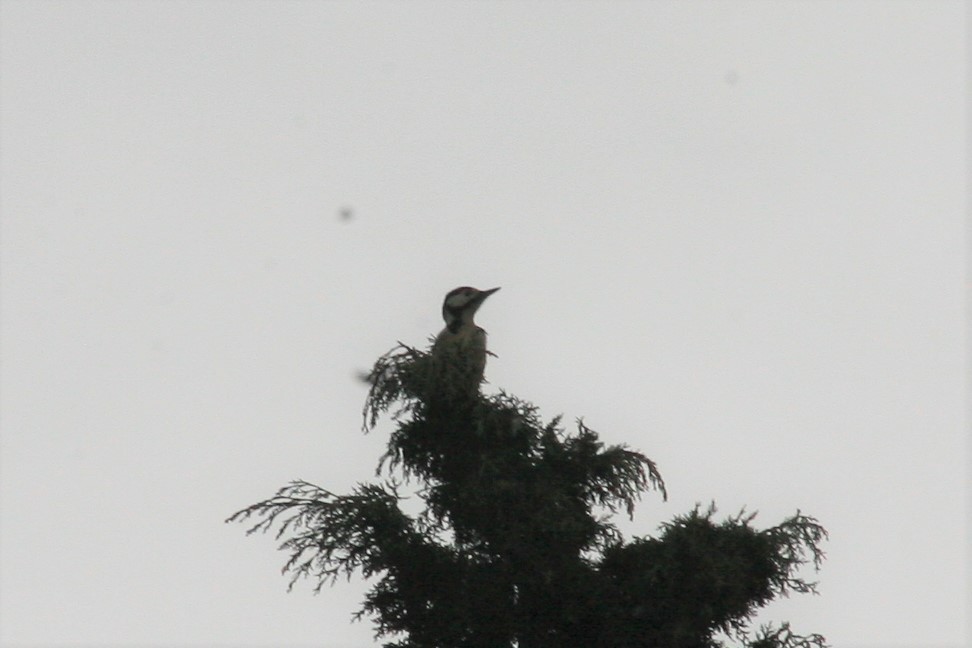 Great Spotted Woodpecker - Joseph Rowsome