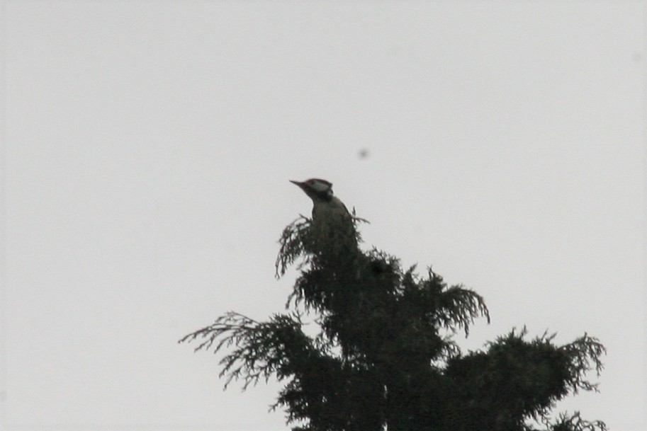 Great Spotted Woodpecker - ML139979921