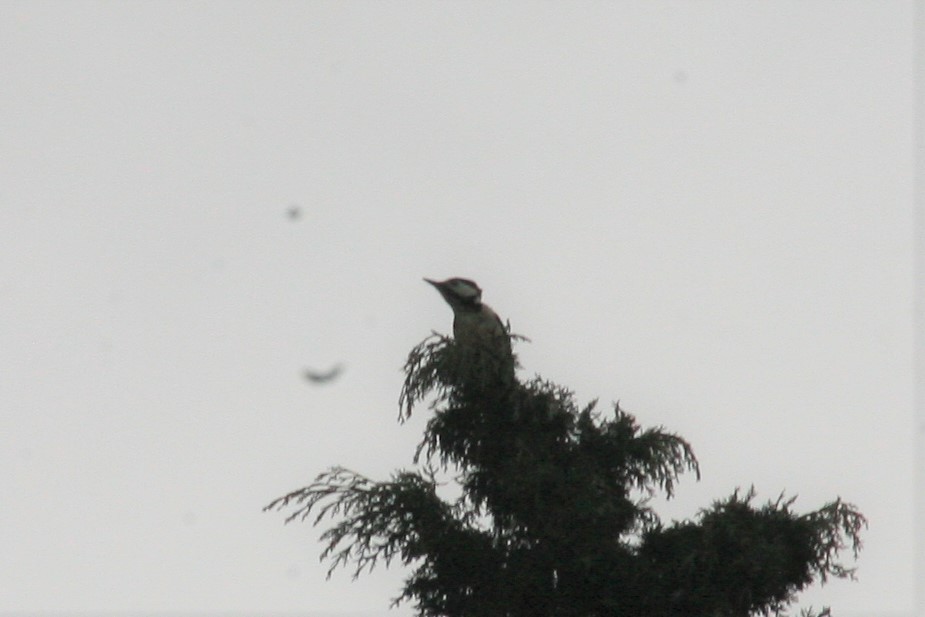 Great Spotted Woodpecker - ML139979991
