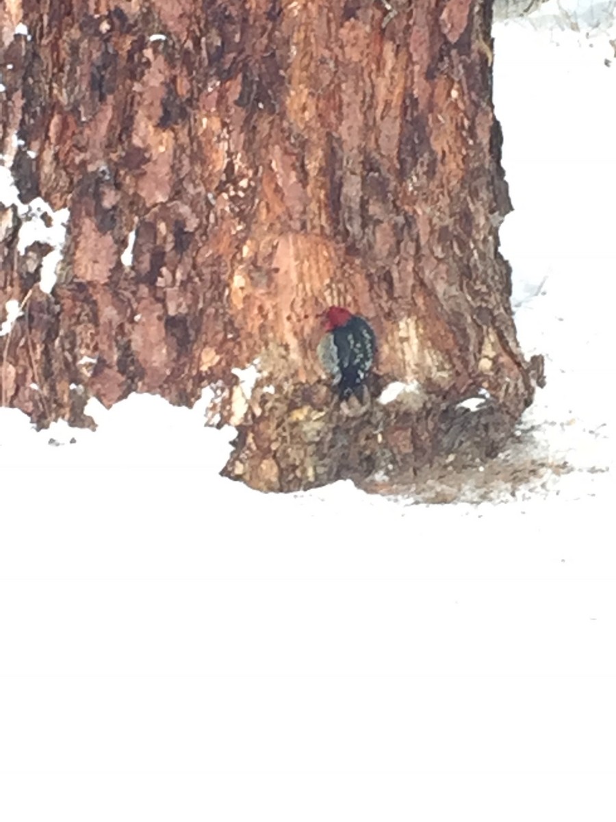 Red-breasted Sapsucker - ML139980061