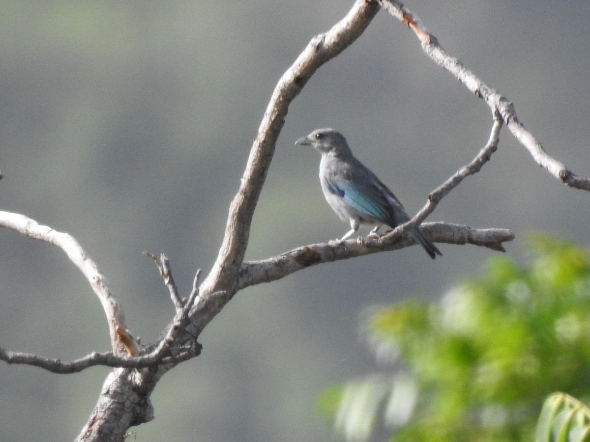 Glaucous Tanager - ML139981381