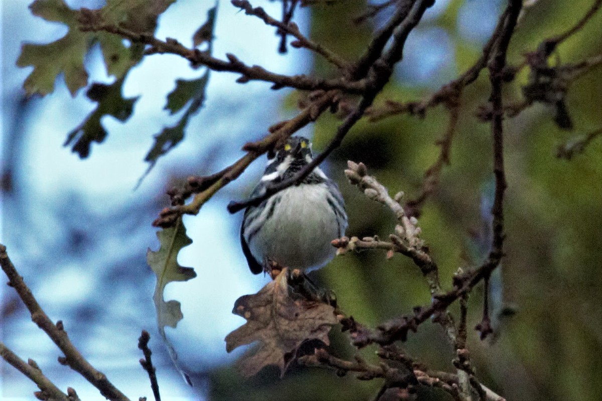 Black-throated Gray Warbler - kasey foley