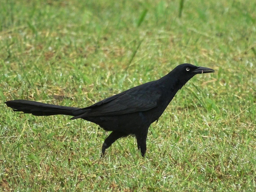 Great-tailed Grackle (Great-tailed) - ML139983021