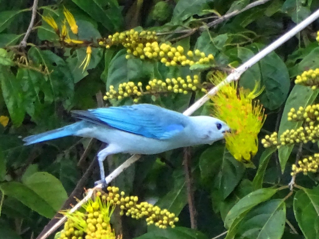 Blue-gray Tanager - ML139983441