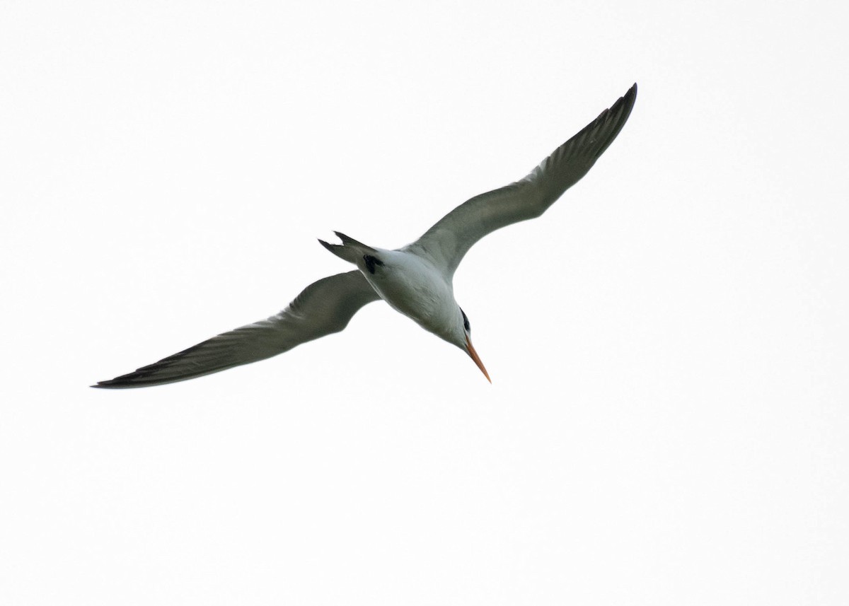 Royal Tern - David Hall