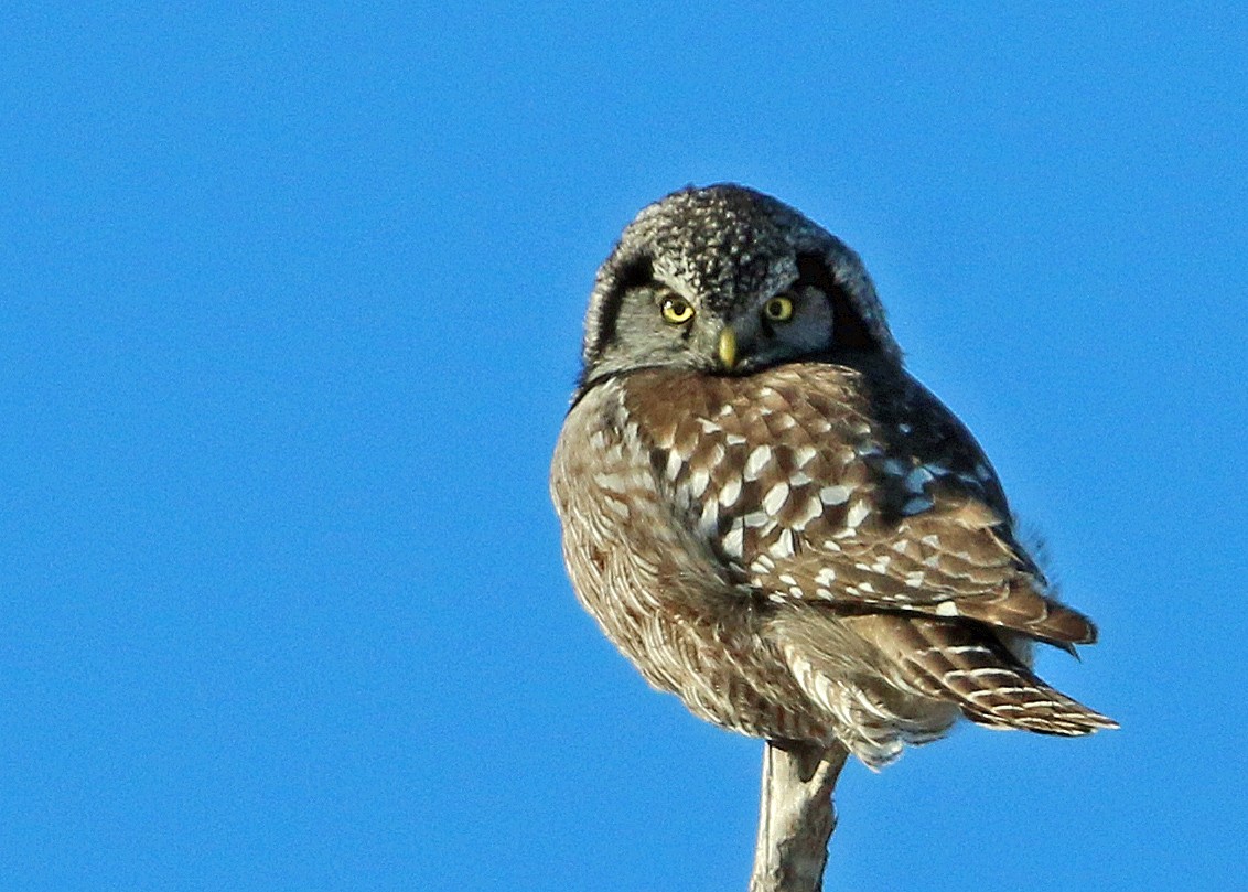 Northern Hawk Owl - Jim Guyton