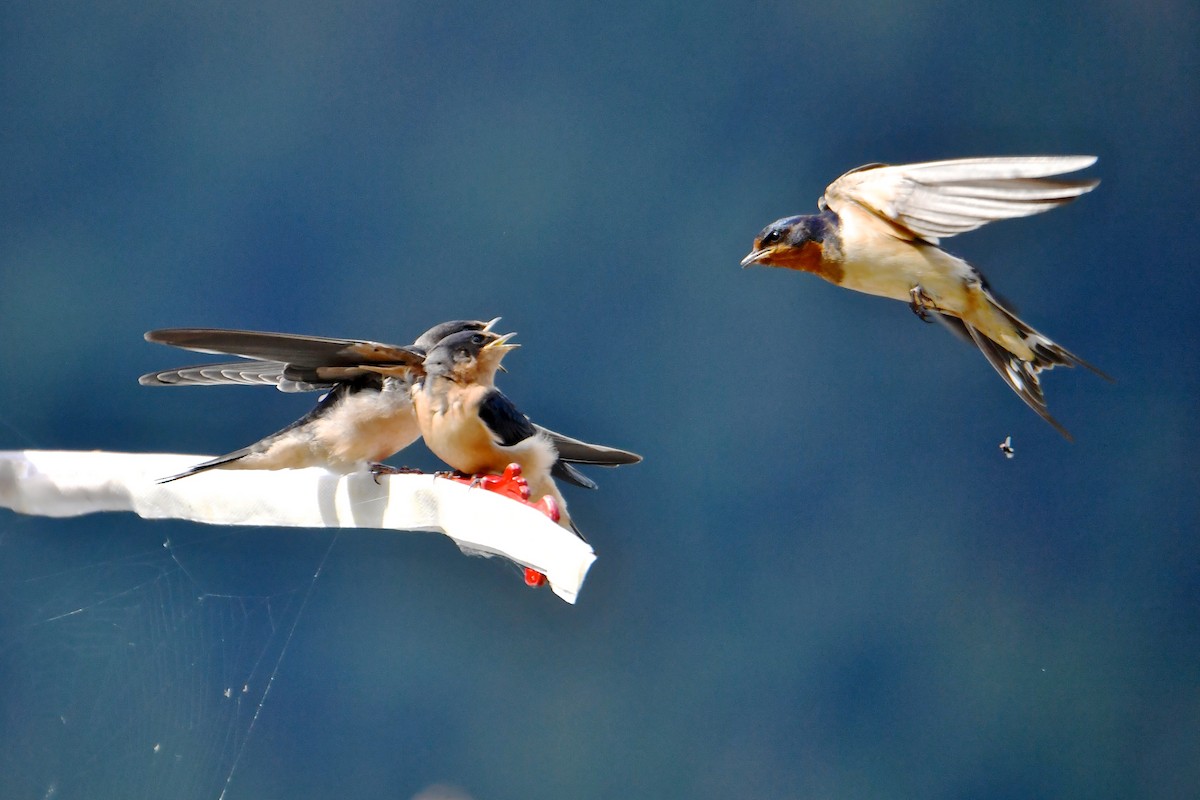 Barn Swallow (American) - Gerald Friesen