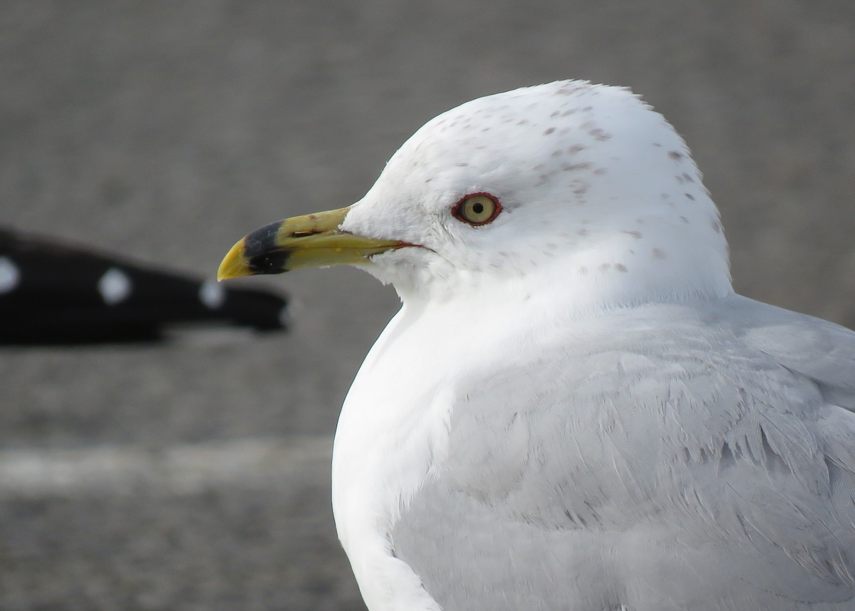 Ring-billed Gull - Patricia and Richard Williams