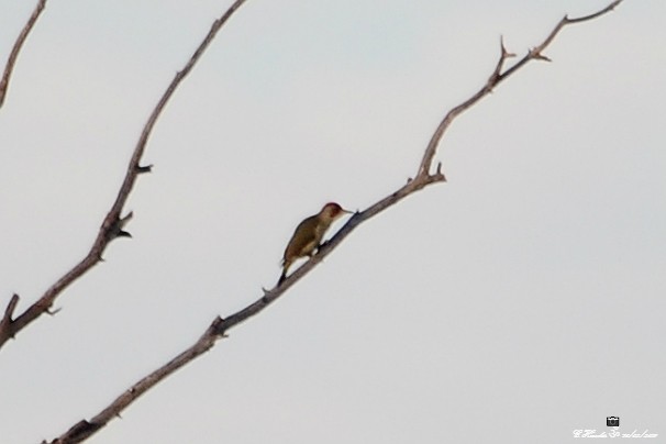 Iberian Green Woodpecker - ML139989681