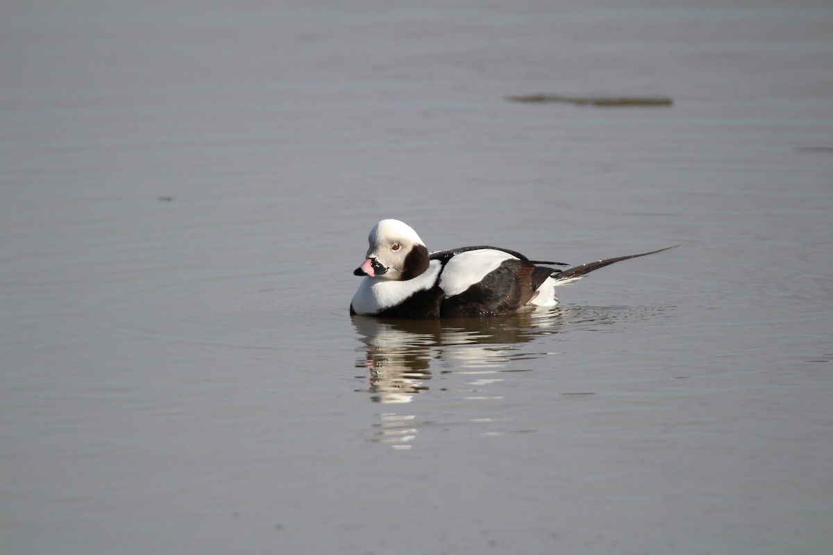 Long-tailed Duck - ML139989761