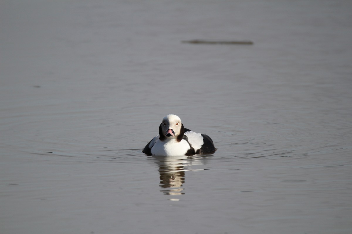 Long-tailed Duck - ML139989781