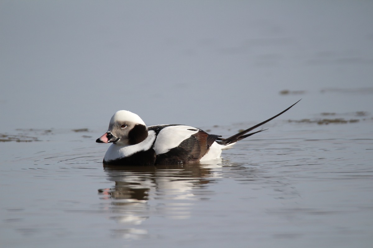 Long-tailed Duck - ML139989791