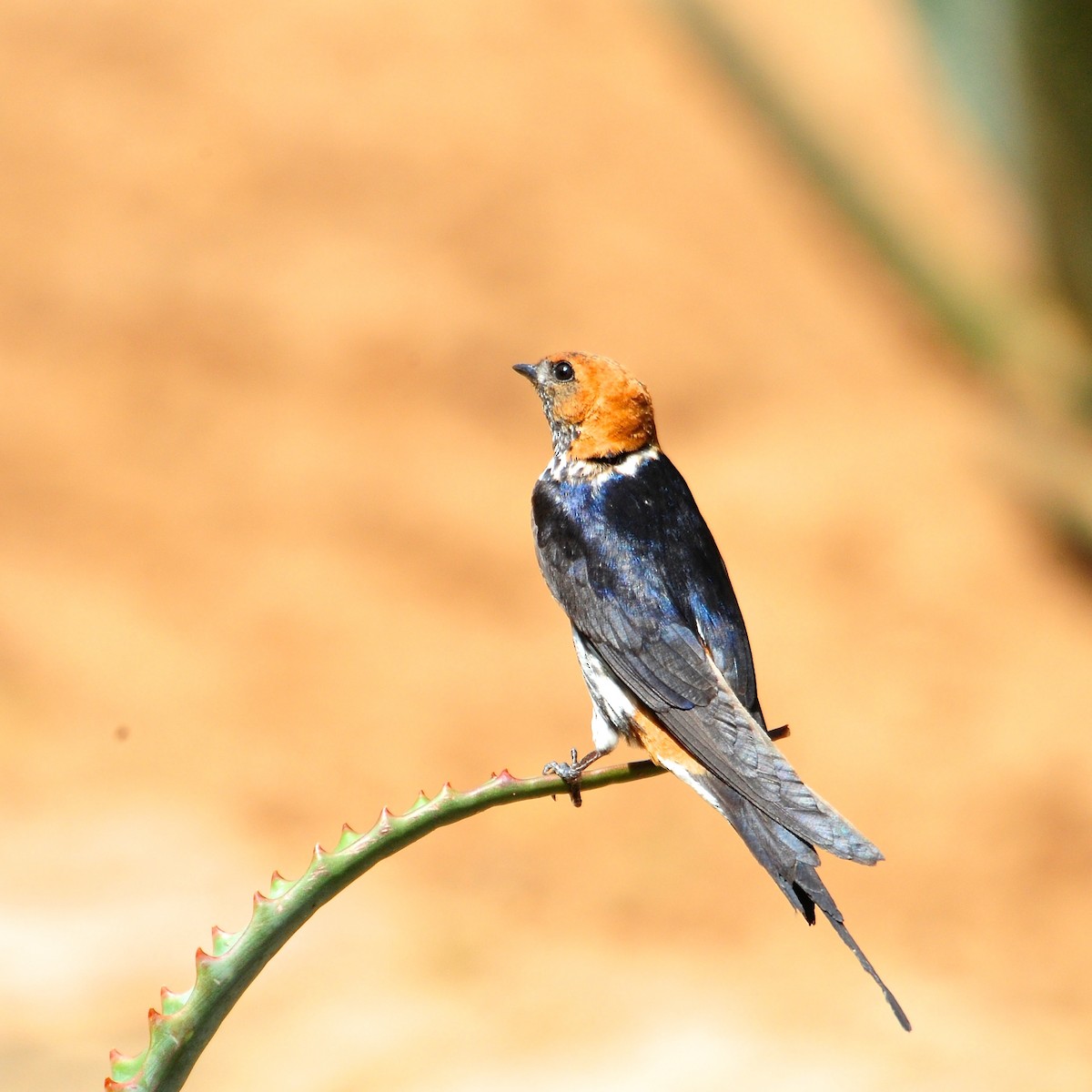 Lesser Striped Swallow - Gerald Friesen