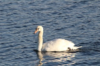 Mute Swan, ML139990561