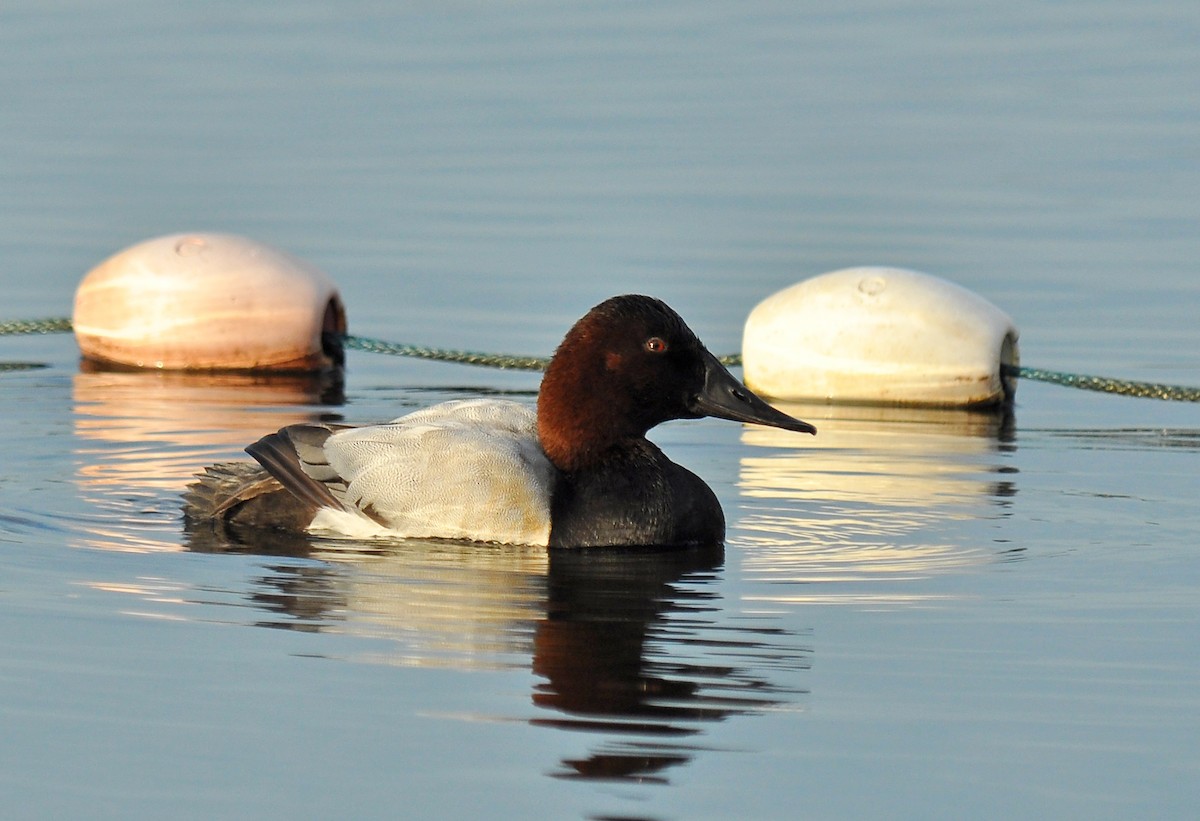 Canvasback - Ryan O'Donnell