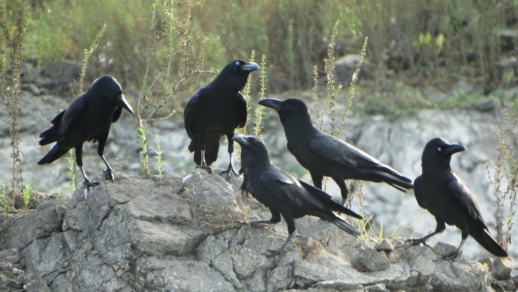 Large-billed Crow - Sreekumar Chirukandoth