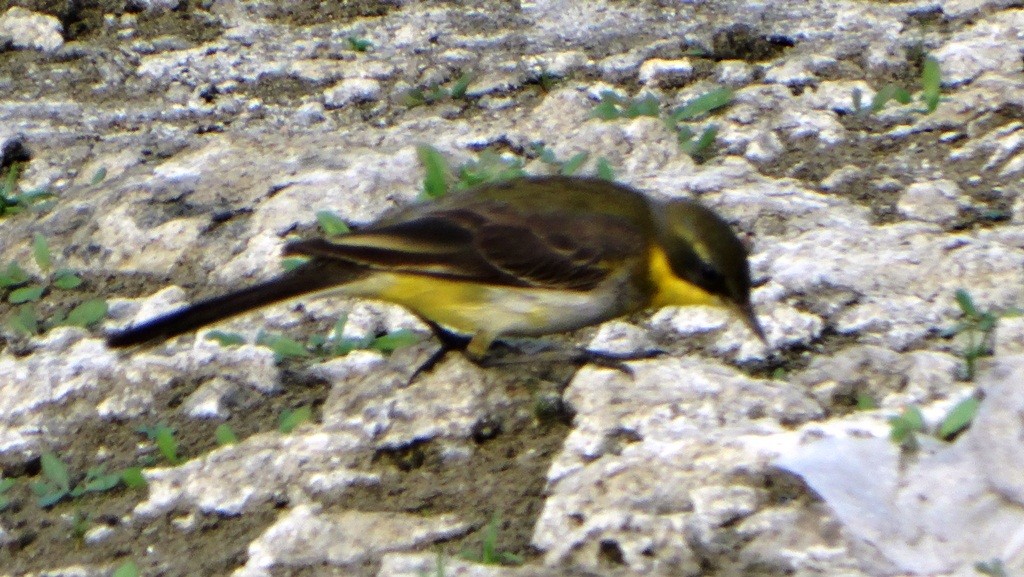 Western Yellow Wagtail - Sreekumar Chirukandoth