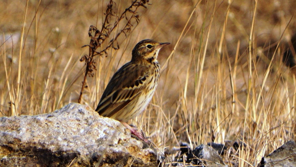 Tree/Olive-backed Pipit - ML139991511