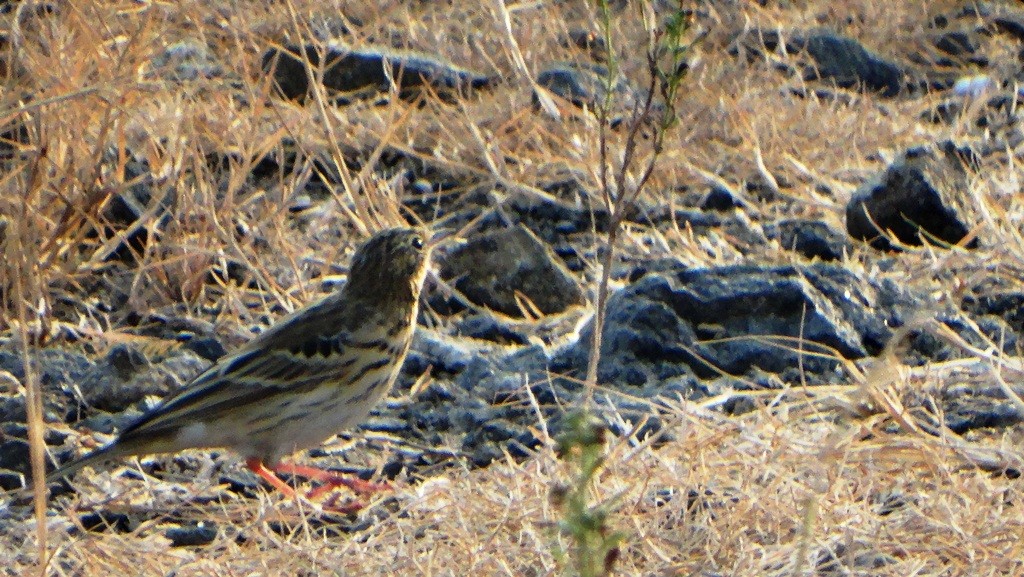 Tree/Olive-backed Pipit - ML139991531