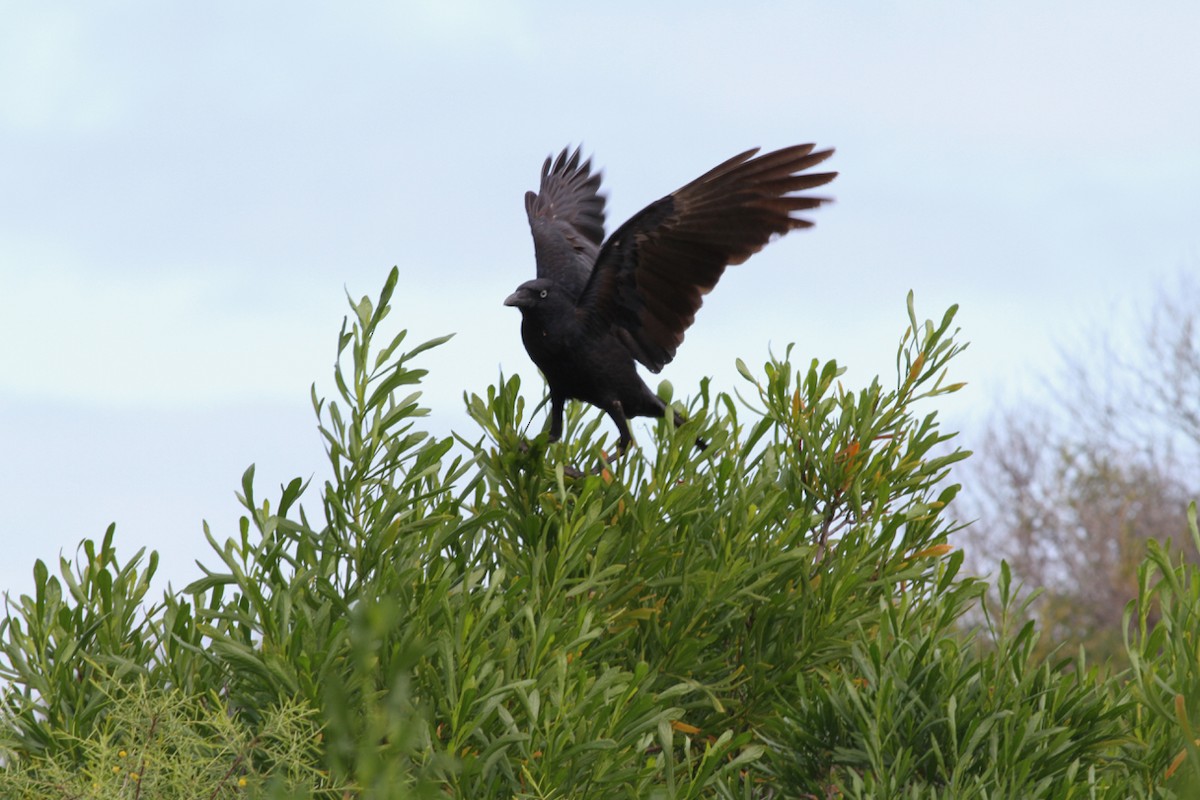 Torresian Crow - ML139992011