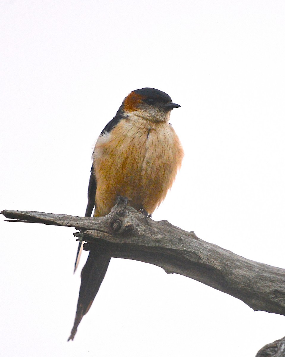 Red-rumped Swallow (Red-rumped) - ML139992531