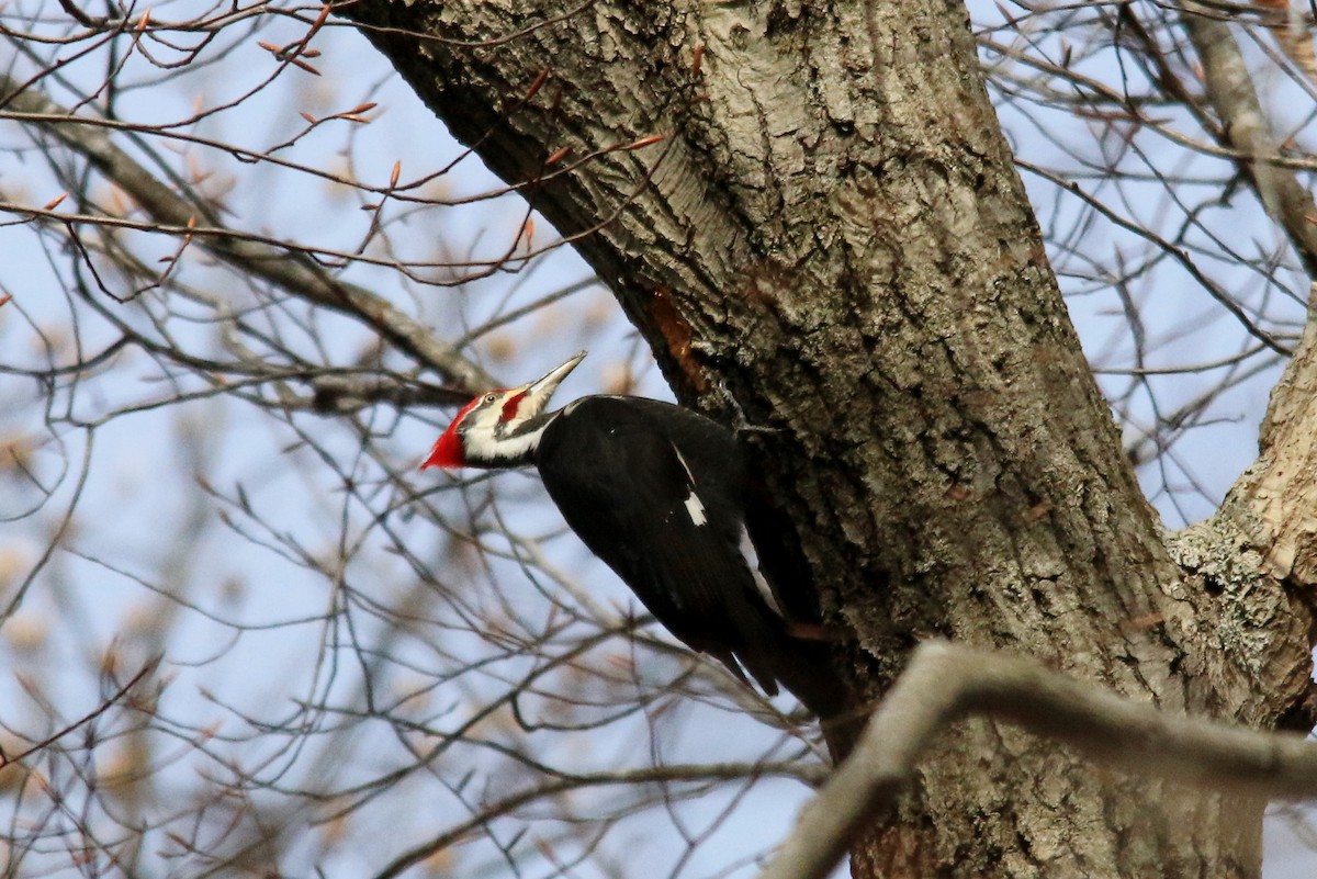 Pileated Woodpecker - ML139993511