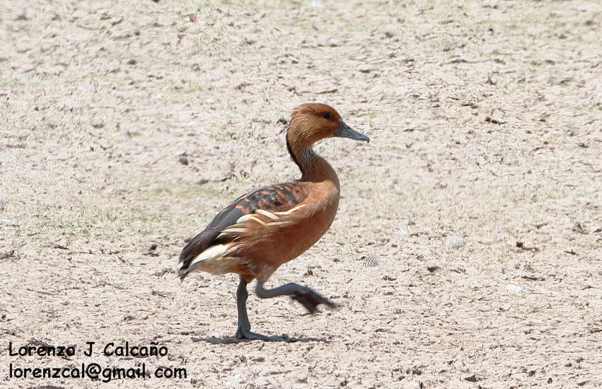 Fulvous Whistling-Duck - ML139993641