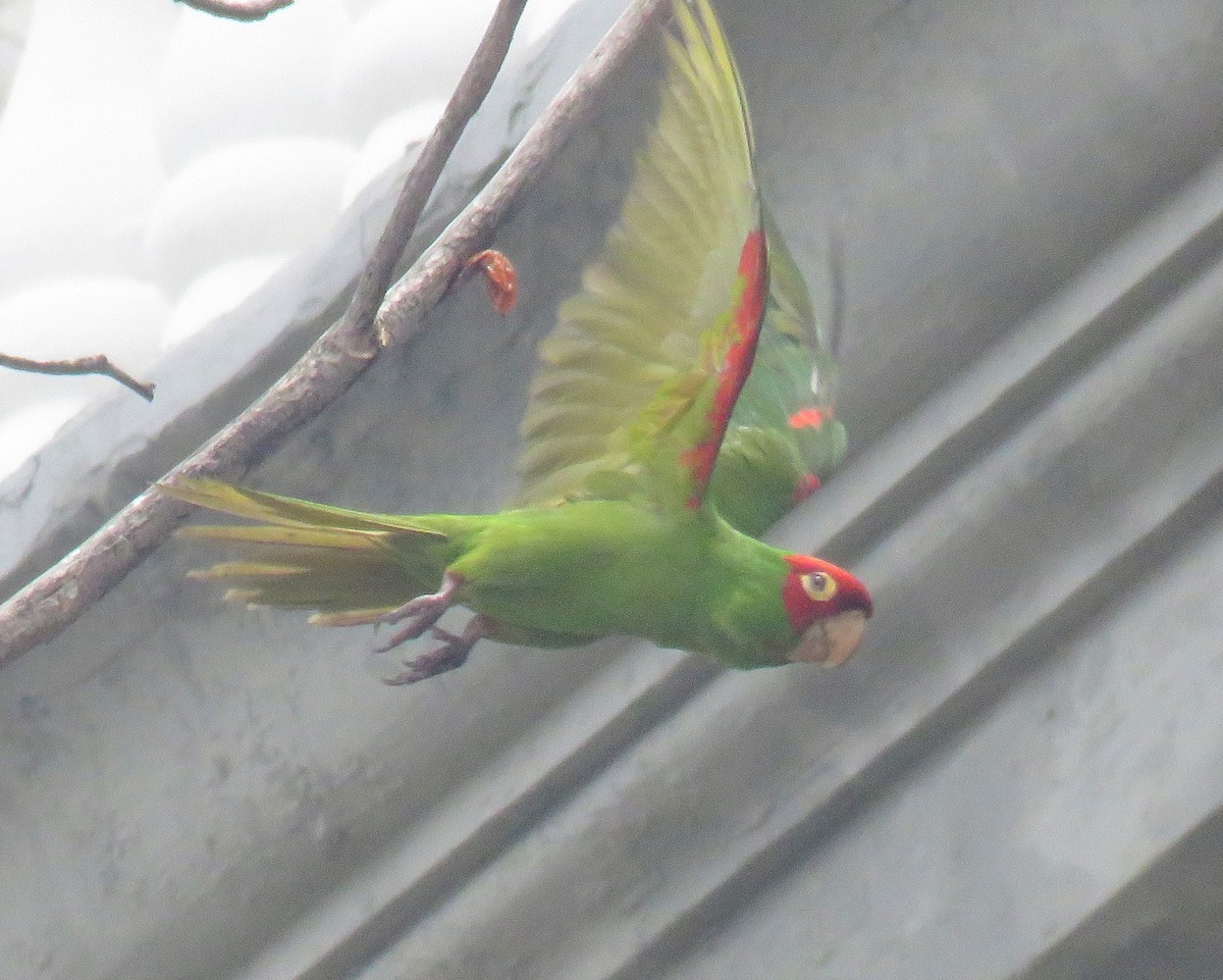 Red-masked Parakeet - George  Heimpel
