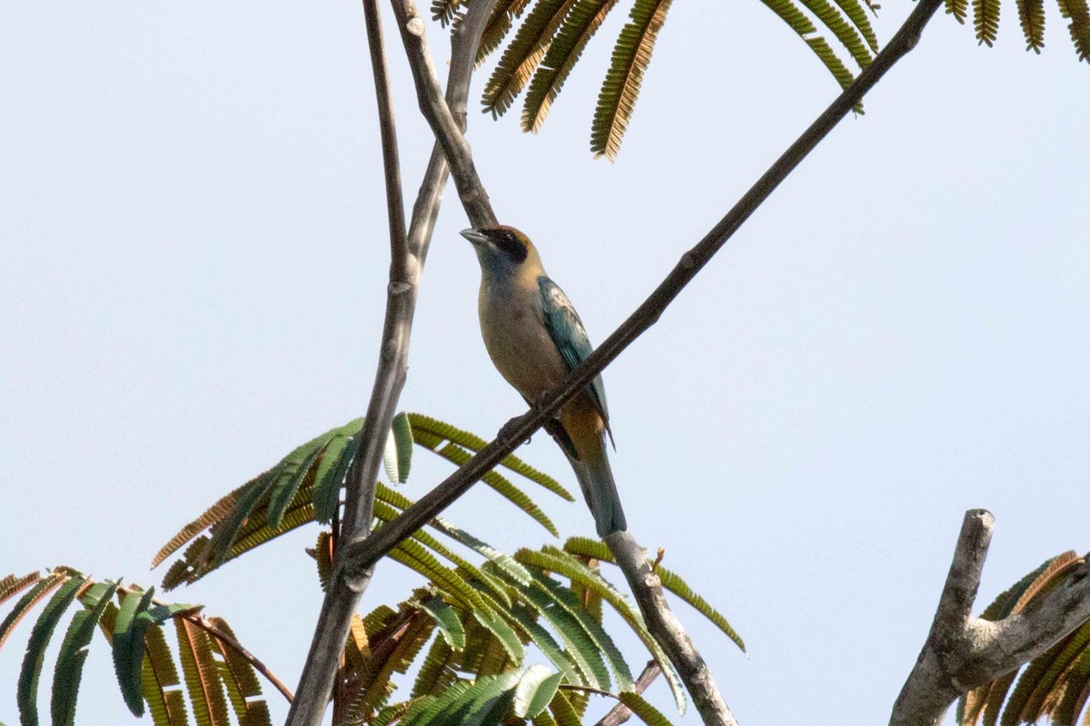Burnished-buff Tanager - ML139995891