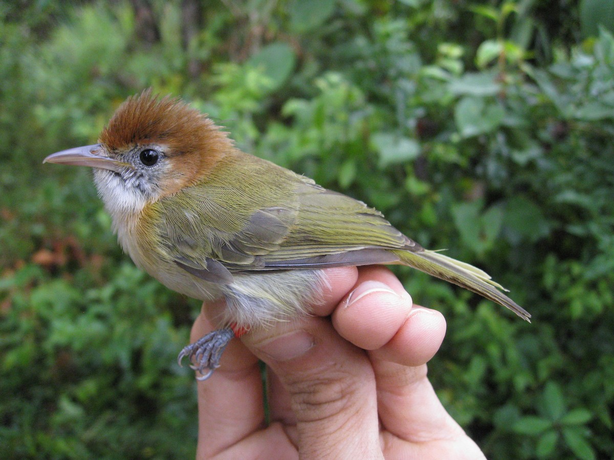 Rufous-naped Greenlet - ML139996711