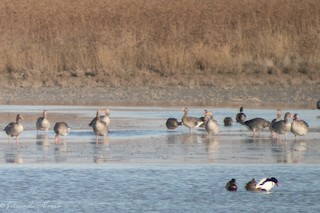 Greater White-fronted Goose, ML139998011