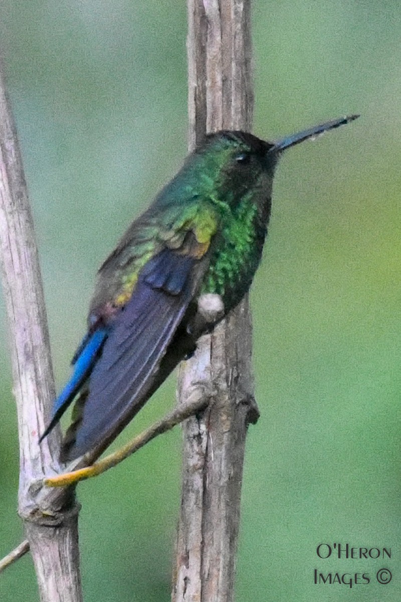 Blue-vented Hummingbird - Alan OHeron