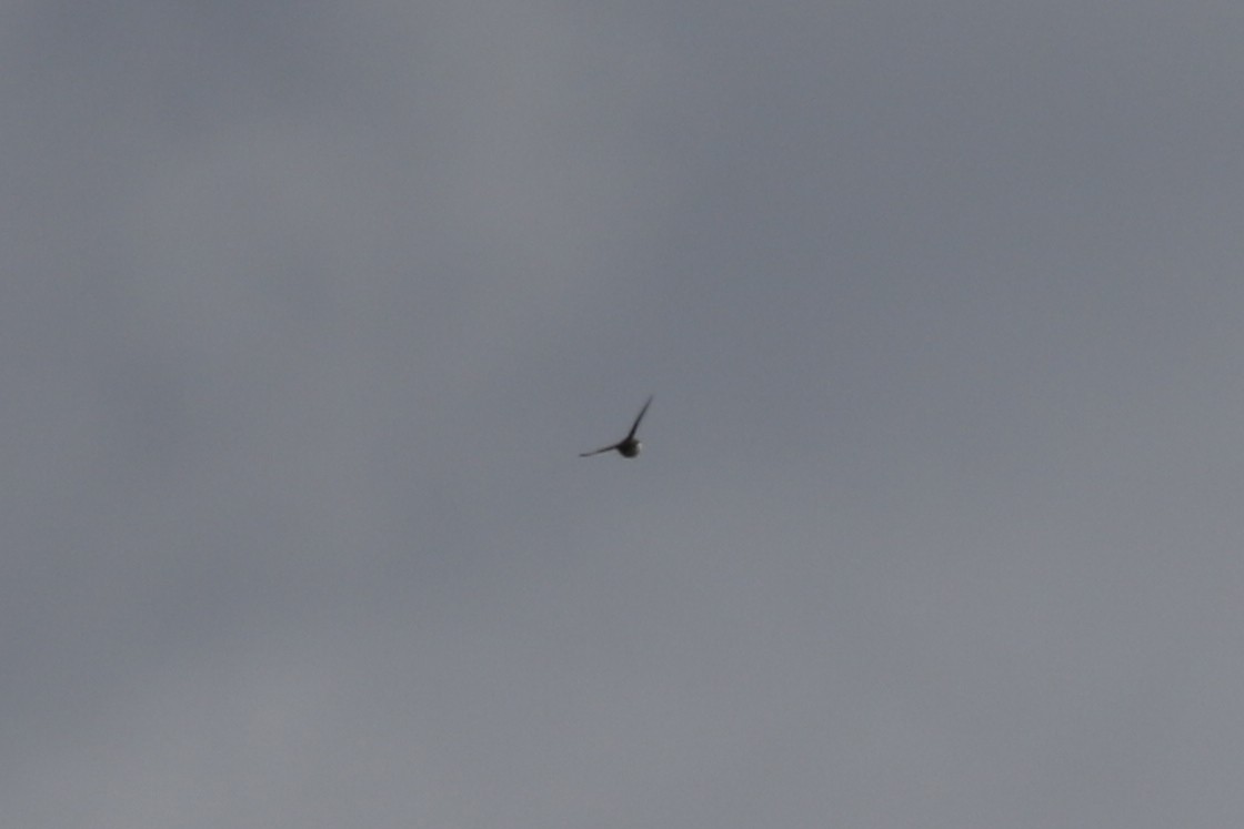 Northern Rough-winged Swallow - ML140004511