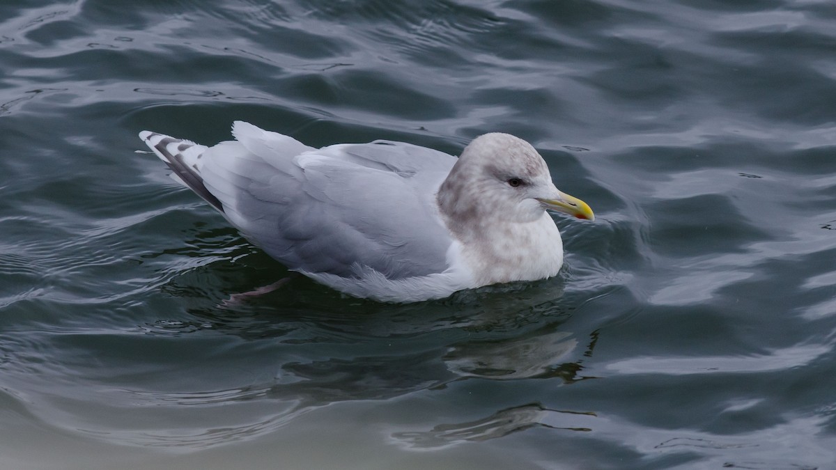 Iceland Gull (kumlieni) - Alix d'Entremont