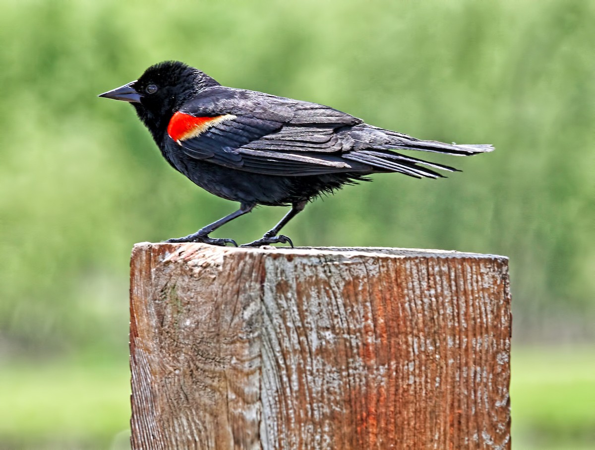 Red-winged Blackbird - Elizabeth Winter
