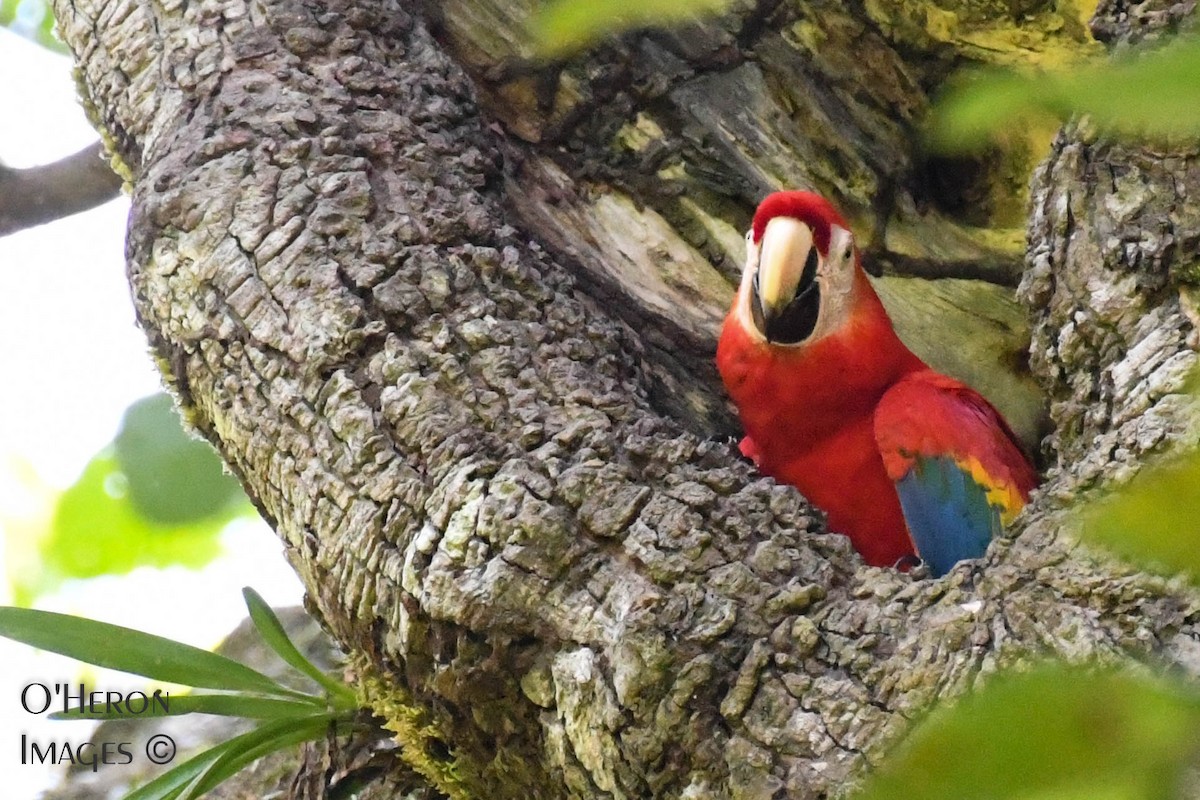 Scarlet Macaw - ML140010901