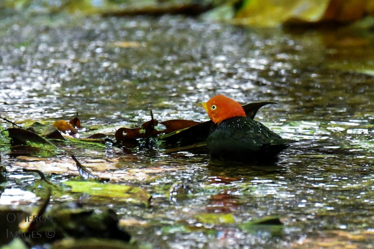 Red-capped Manakin - ML140011461