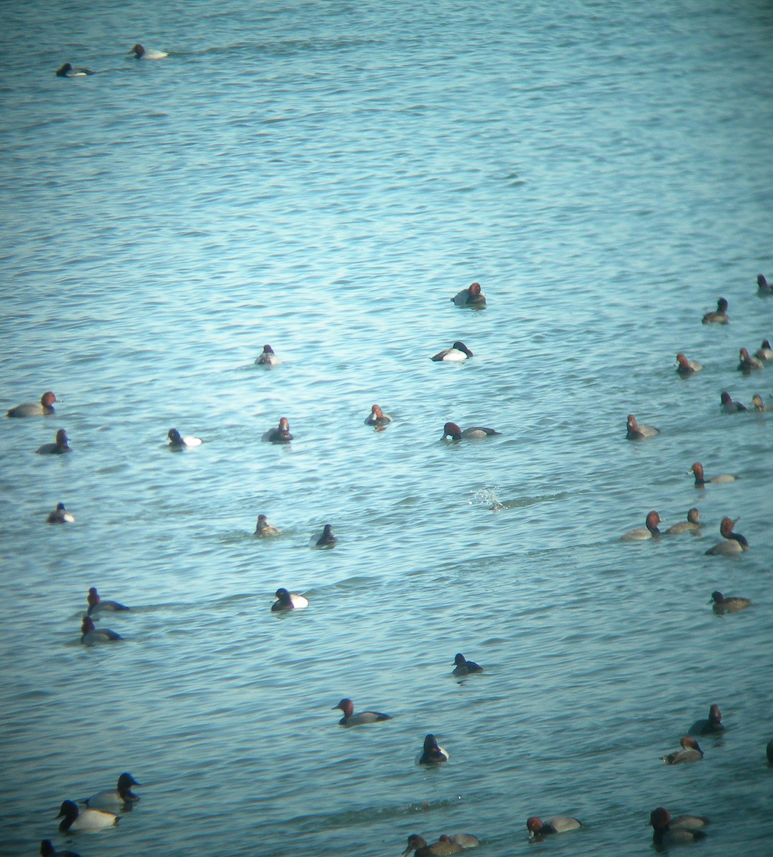 Greater Scaup - ML140012301
