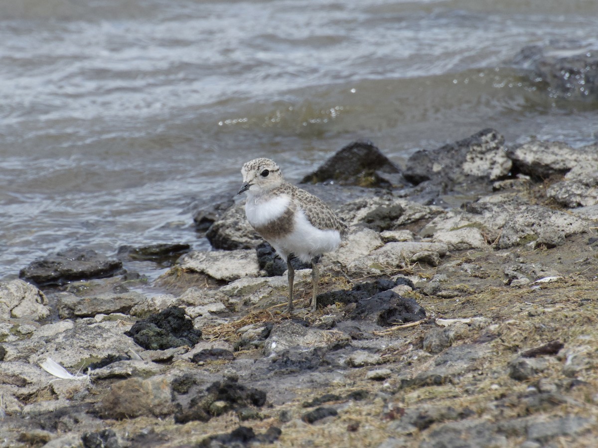 Two-banded Plover - ML140012351