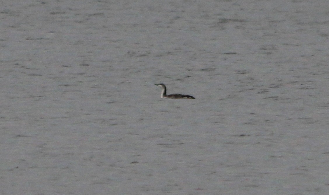 Red-throated Loon - ML140013491