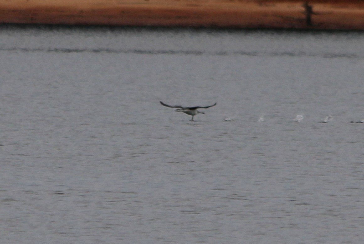 Red-throated Loon - ML140014081