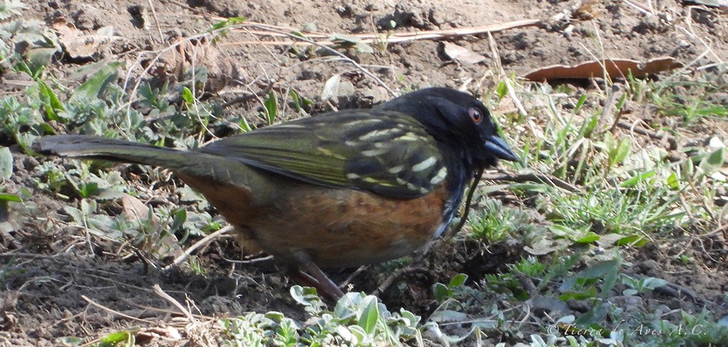 Spotted Towhee (Olive-backed) - ML140015201