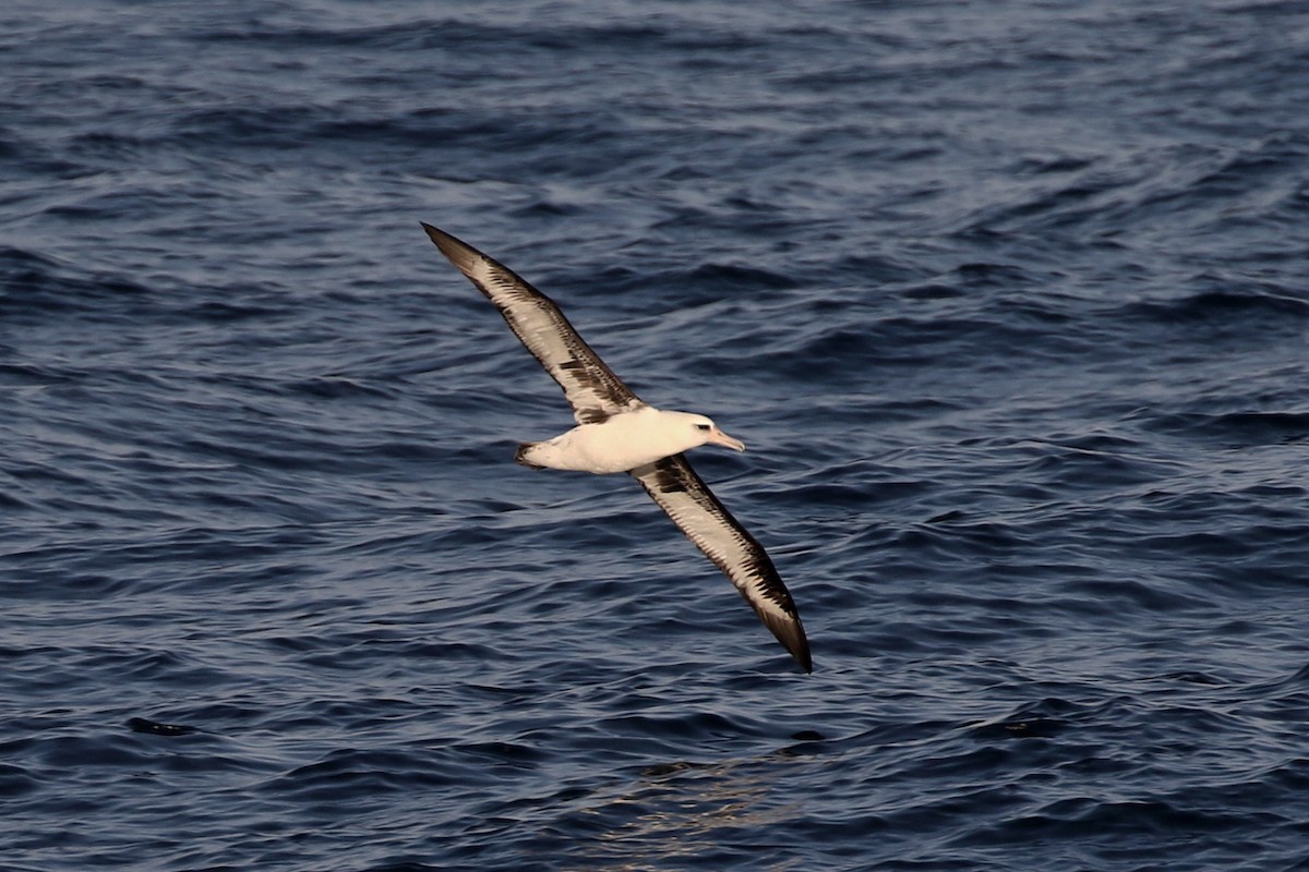 Laysan Albatross - ML140015471