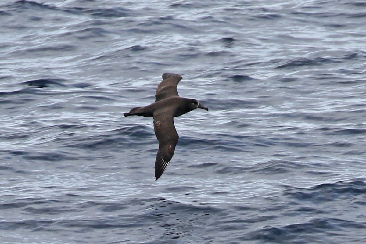 Black-footed Albatross - ML140015641