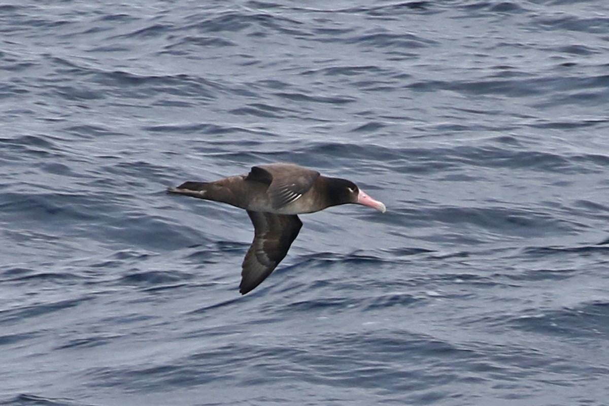 Short-tailed Albatross - Charley Hesse TROPICAL BIRDING