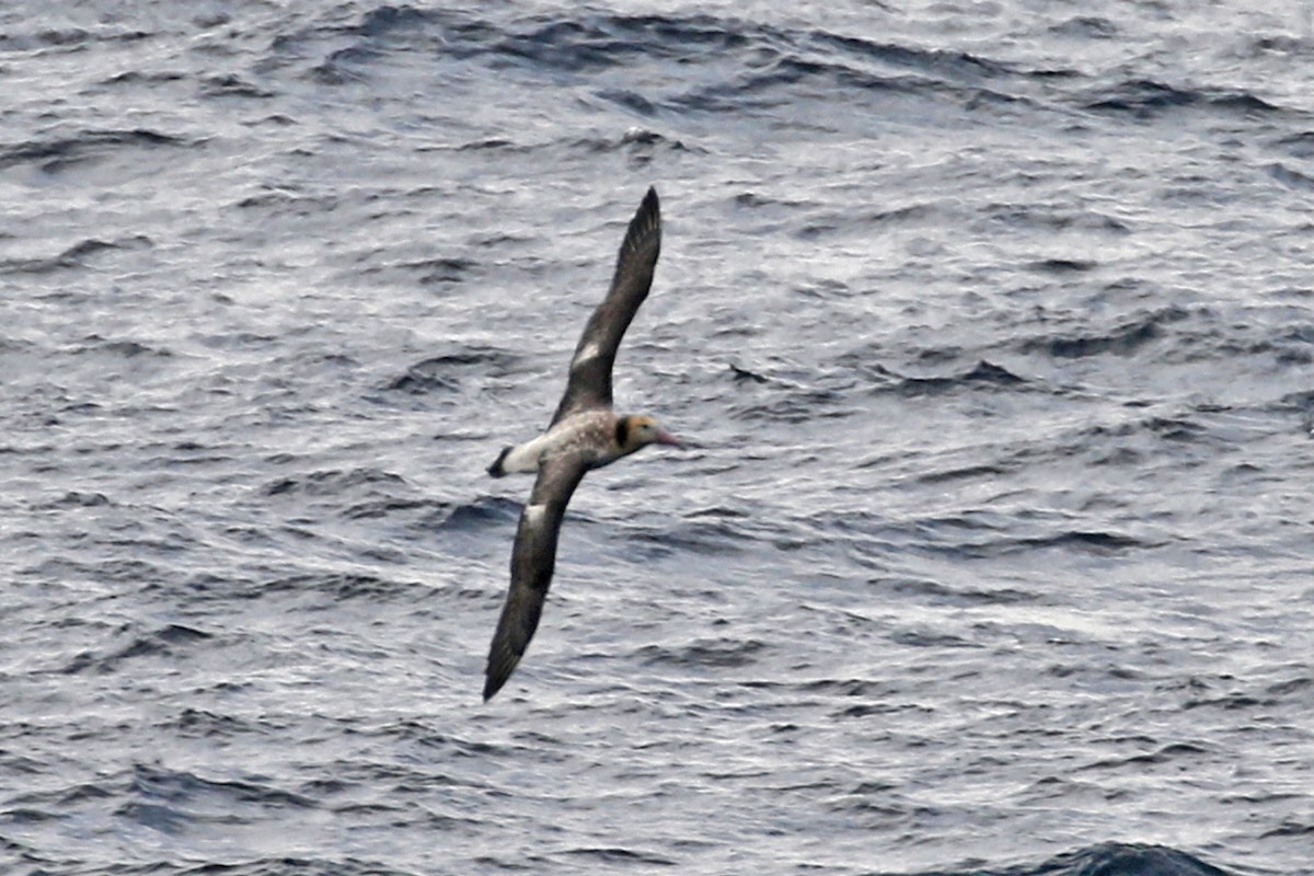 Short-tailed Albatross - ML140015791