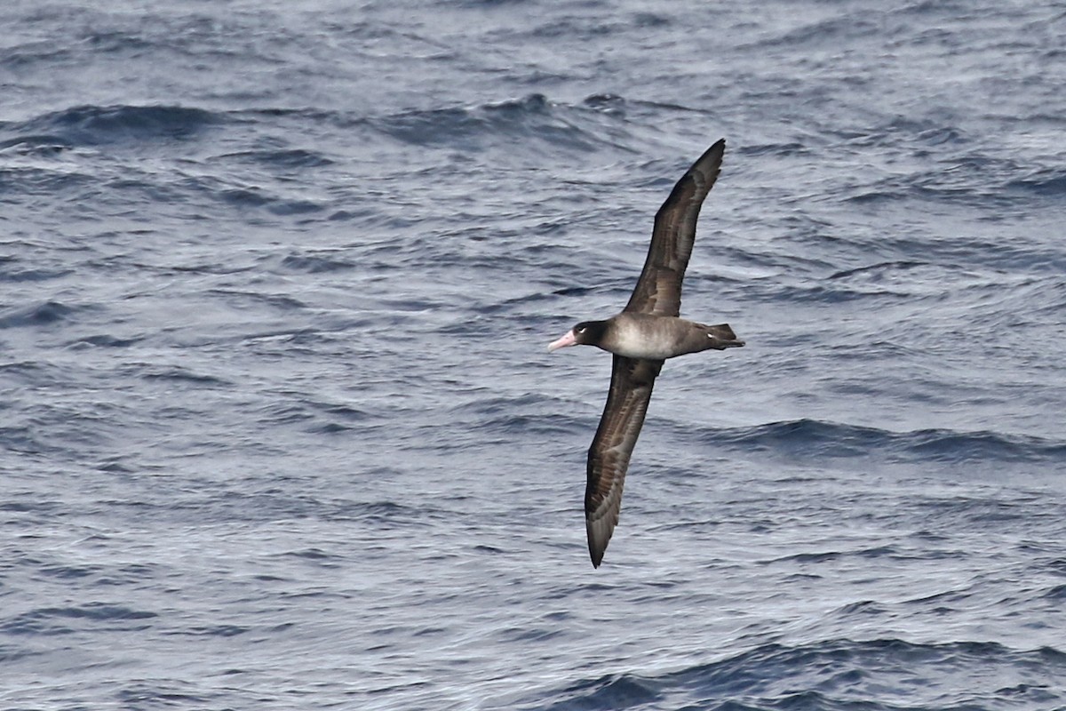Short-tailed Albatross - ML140015801