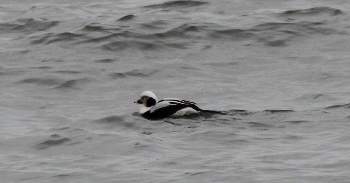 Long-tailed Duck - ML140016501
